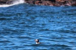 a lingering atlantic puffin