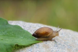 garden snail