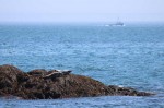 Two seals on the rocks