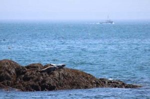 Two seals on the rocks