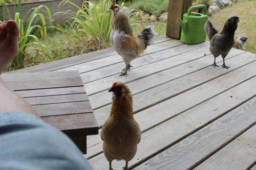 Begging Chickens