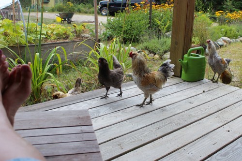 breakfast with chickens