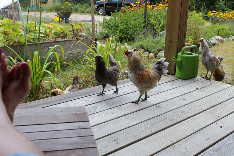 Breakfast with Chickens