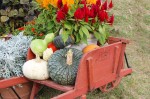 gourd cart