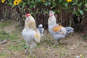 Clover and Klee, Father and Son Roosters