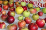country apple identification