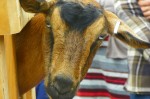 goat demonstration