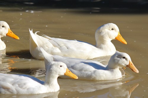 Pekin drake with curled tail feather