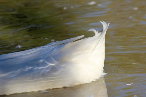 curly duck tail feather