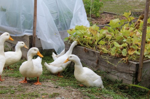 ducks eating cucumber leaves