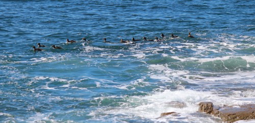 Eider duck family at Schoodic Point