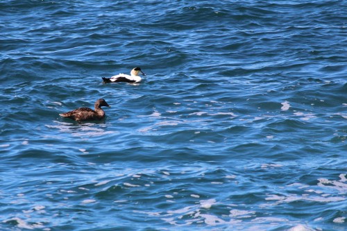 Eider Duck Mama