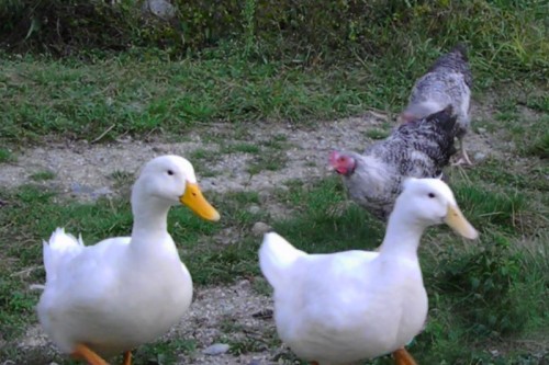 chickens following ducks