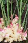 freshly harvested ginger