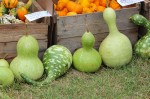 graceful gourds