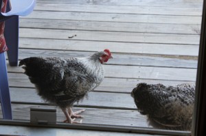 chickens looking in the windpw