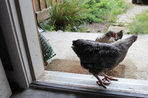 Miri and Gilfy at the door