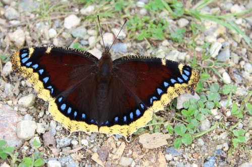 Mourning Cloak Butterfly