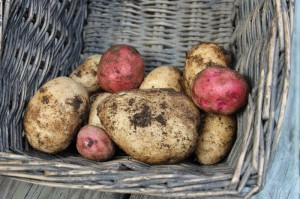 Maine potato harvest