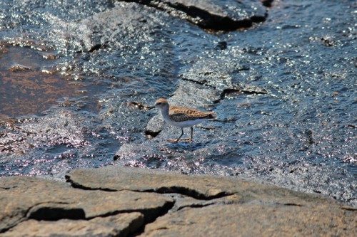 Sandpiper?