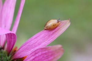 Snail on a purple coneflower