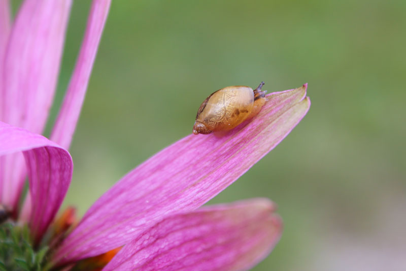 Are Snails Cute?