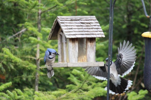 Arrival of a Second Blue Jay