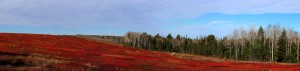 Autumn Blueberry Barrens