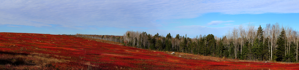 October Blueberry Barrens