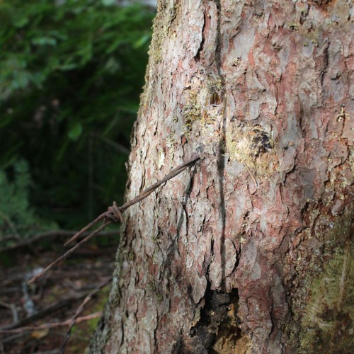 barbed wire in tree