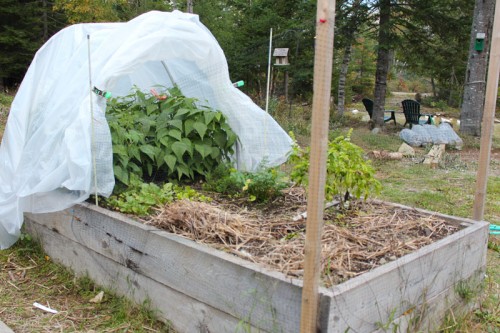 Row cover over raised bed