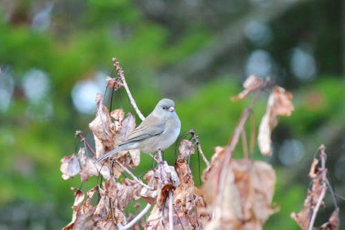 unidentified bird