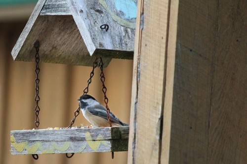 Chickadee at Bird Feeder