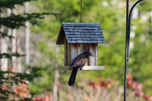 Common Grackle at the birdfeeder