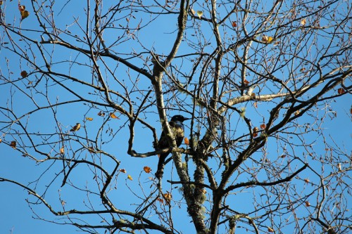 Grackle in the trees