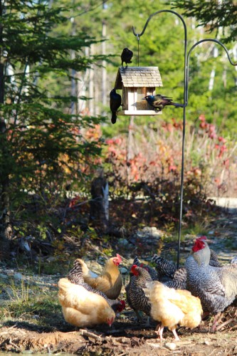 Chickens like Grackles