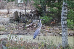 Great Blue Heron at our duck pond