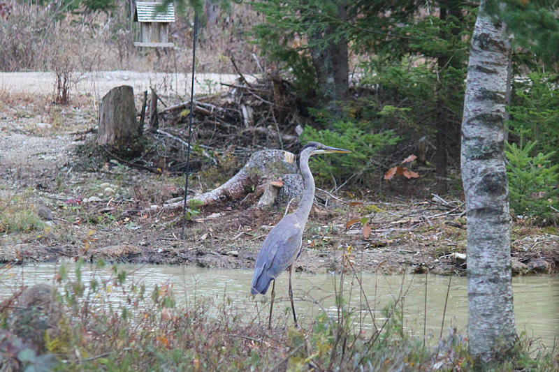 Great Blue Heron Visit