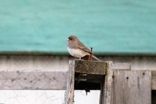 Black-eyed Junco