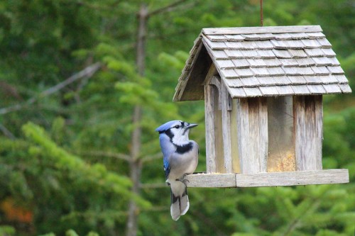 Monday's Blue Jay