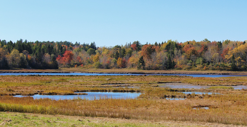 Autumn Marsh