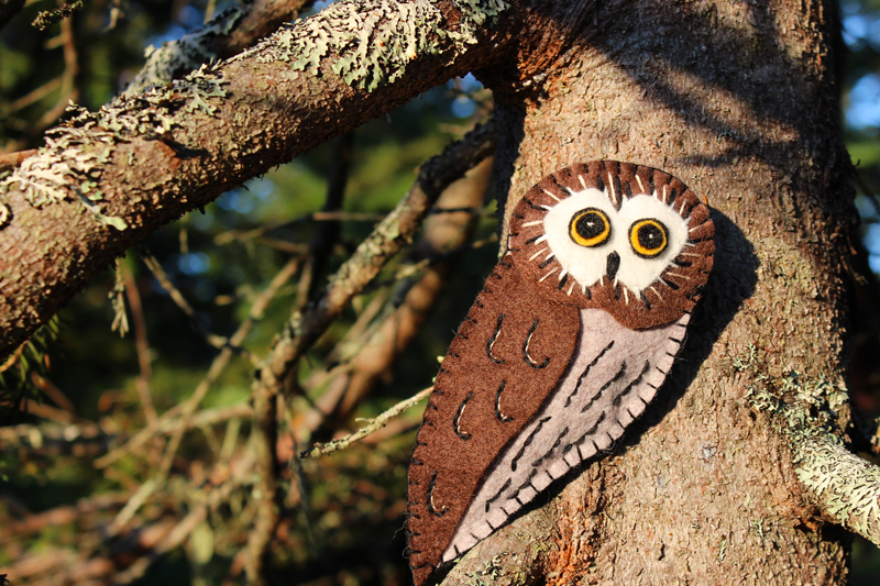 Meet the Tiny Northern Saw-whet Owl