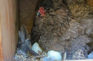 broody hen, round two