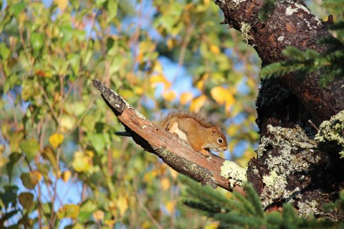 Squirrel in tree