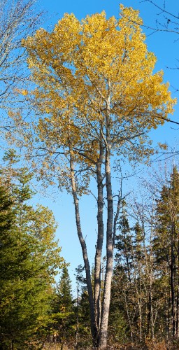 Autumn Tree