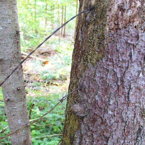 barbed wire in tree