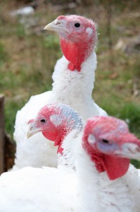 white turkeys