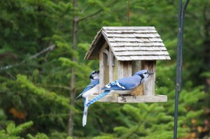 Two Bluejays