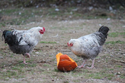 Chickens eating pumpkin