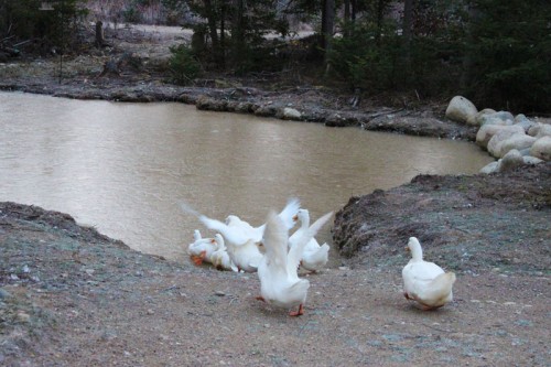 duck launching into the pond